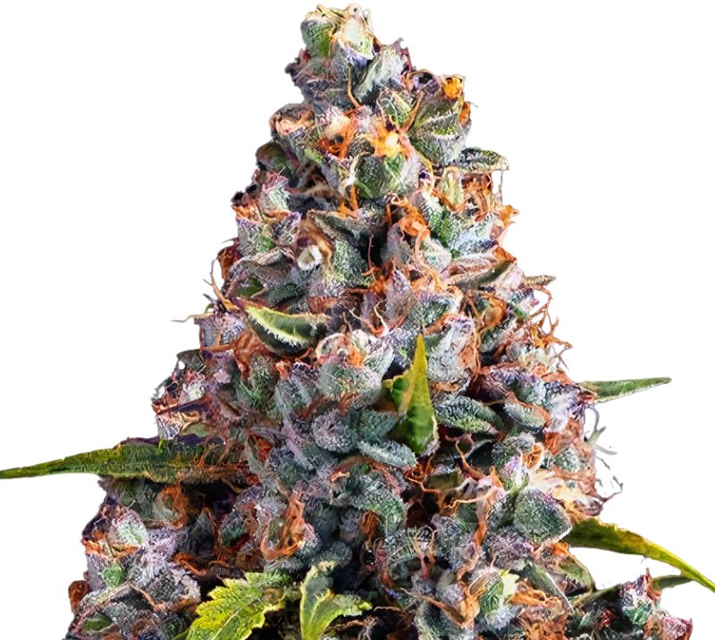 Strawberry Cheesecake Cannabissamen-Verpackung — Royal King Seeds Deutschland