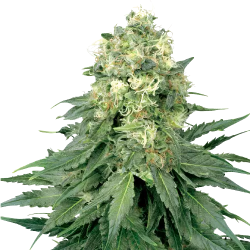Strawberry Cannabissamen-Verpackung — Royal King Seeds Deutschland