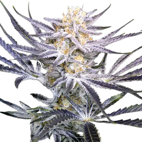 Strawberry Fields Cannabissamen-Verpackung — Royal King Seeds Deutschland