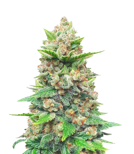 Strawberry Gorilla Cannabissamen-Verpackung — Royal King Seeds Deutschland