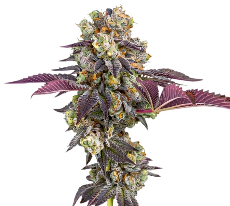 Strawberry Haze Cannabissamen-Verpackung — Royal King Seeds Deutschland