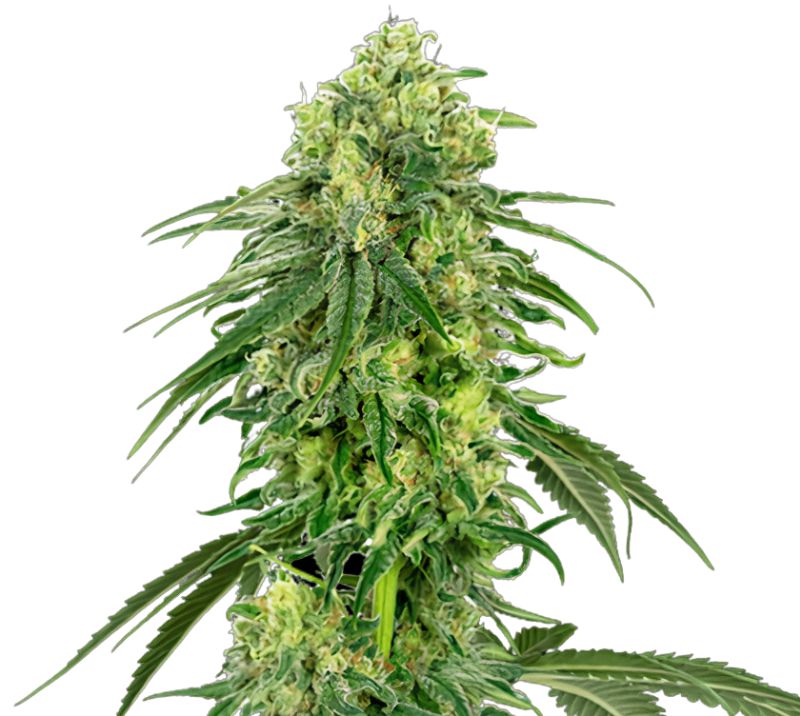 Strawberry Kush Cannabissamen-Verpackung — Royal King Seeds Deutschland