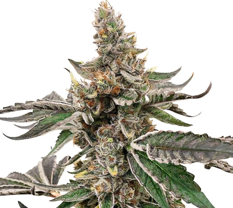 Strawberry Lemonade Cannabissamen-Verpackung — Royal King Seeds Deutschland