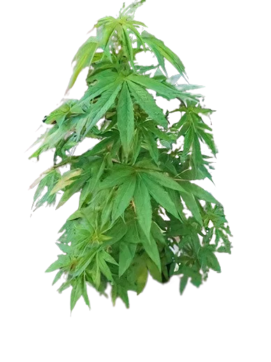 Sugar Mama Cannabissamen-Verpackung — Royal King Seeds Deutschland