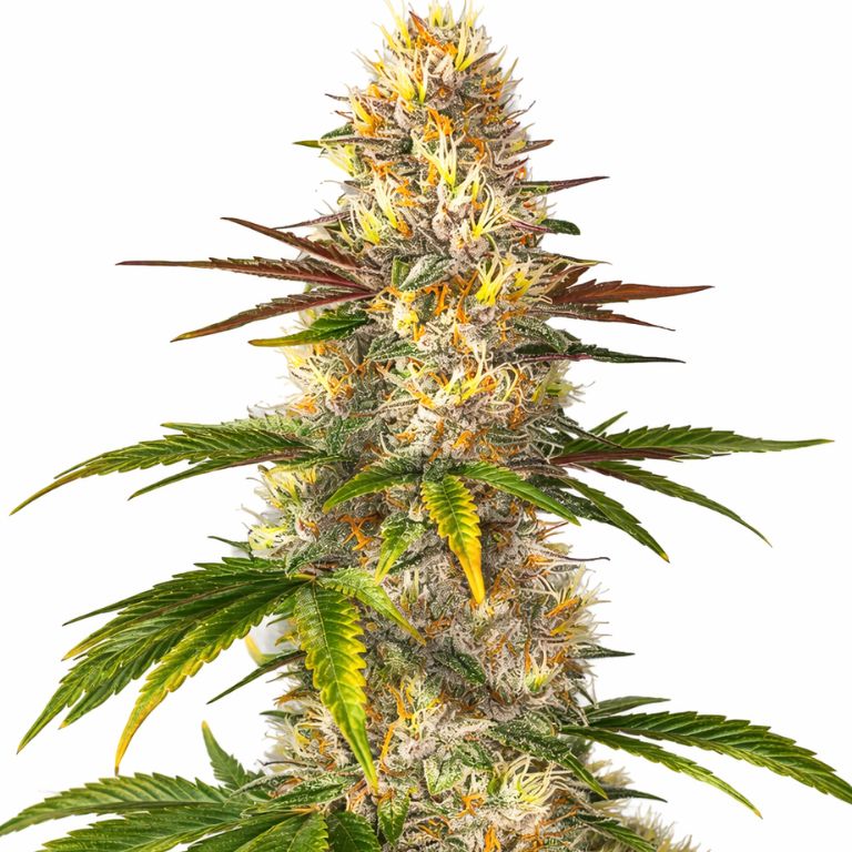 Sunrise Cannabissamen-Verpackung — Royal King Seeds Deutschland