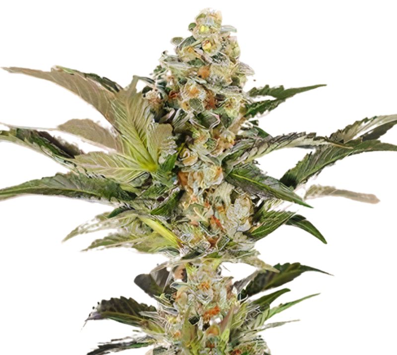 Super Blue Dream Cannabissamen-Verpackung — Royal King Seeds Deutschland