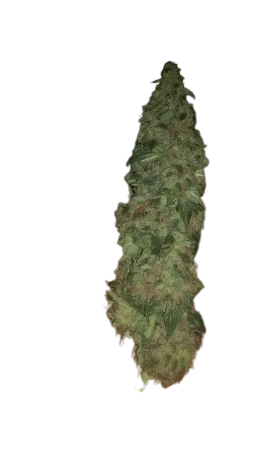 Super Cheese Cannabissamen-Verpackung — Royal King Seeds Deutschland
