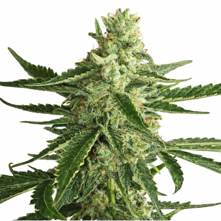 Super Green Crack Cannabissamen-Verpackung — Royal King Seeds Deutschland