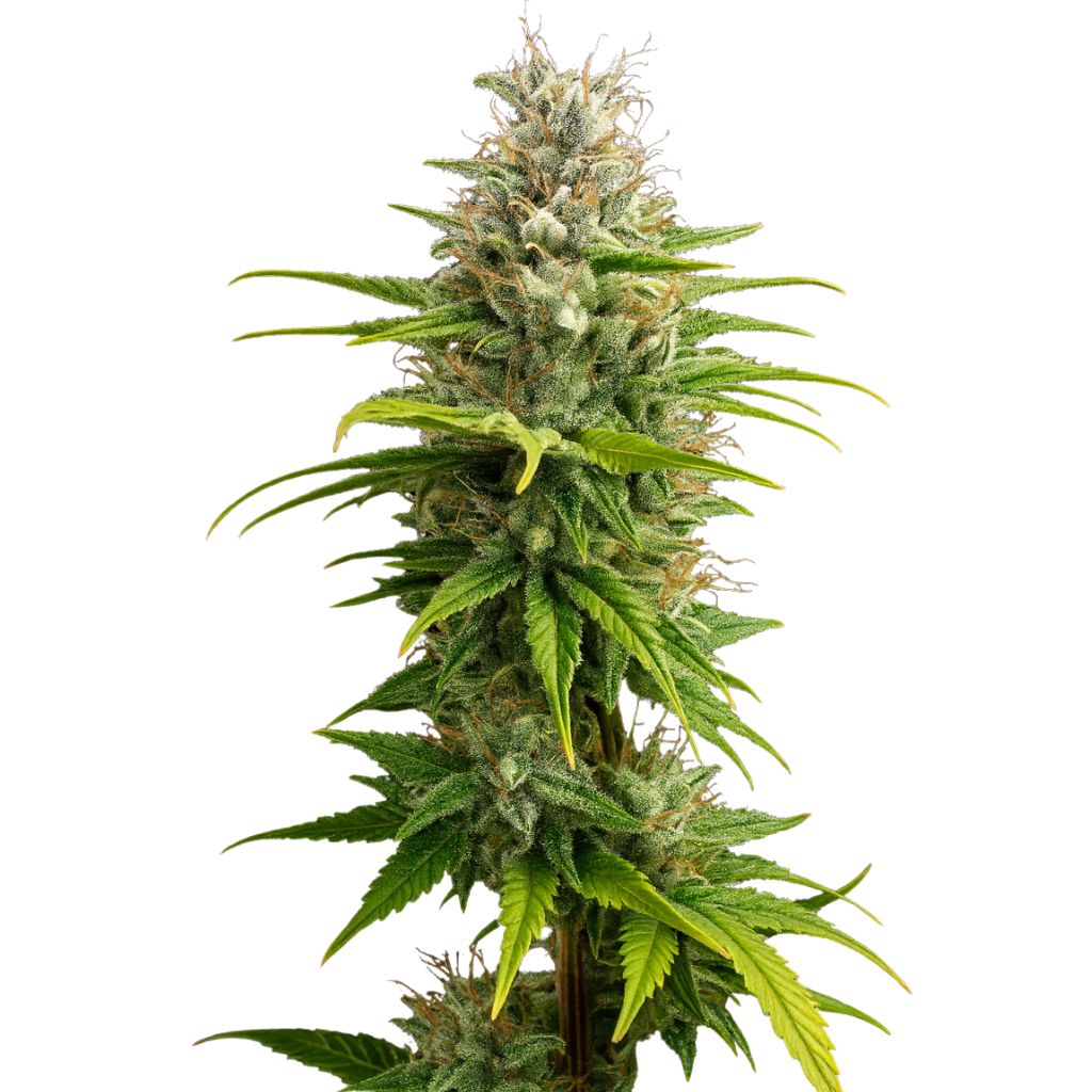 Super Kush Cannabissamen-Verpackung — Royal King Seeds Deutschland