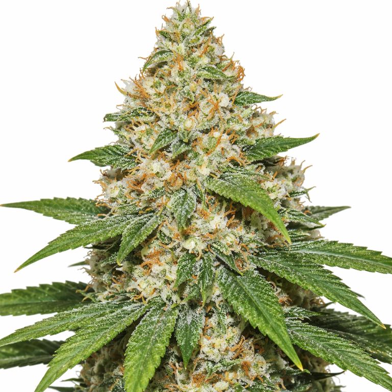 Super Lemon Haze Cannabissamen-Verpackung — Royal King Seeds Deutschland