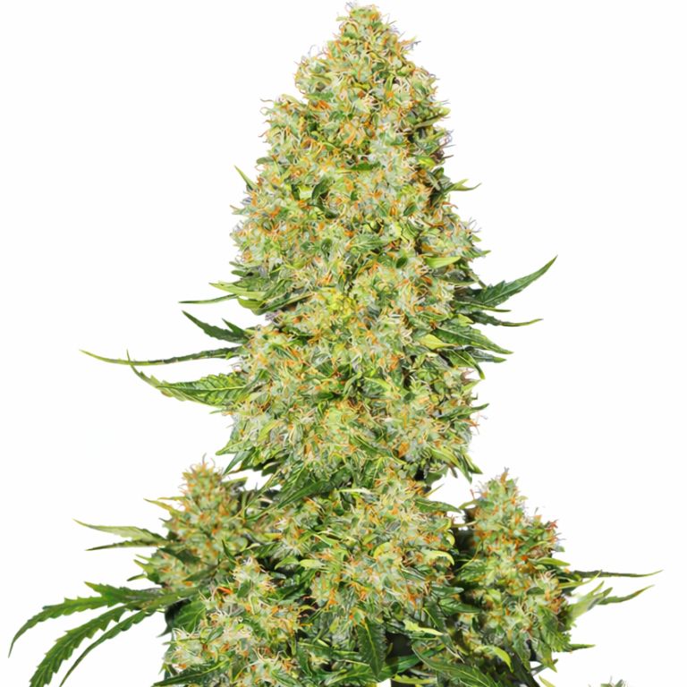 Super Skunk Cannabissamen-Verpackung — Royal King Seeds Deutschland