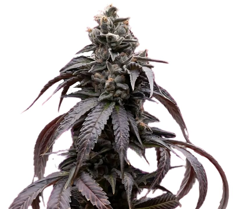 Sweet Berry Cannabissamen-Verpackung — Royal King Seeds Deutschland
