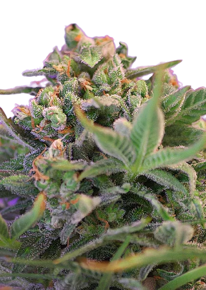 Sweet Cheese Cannabissamen-Verpackung — Royal King Seeds Deutschland