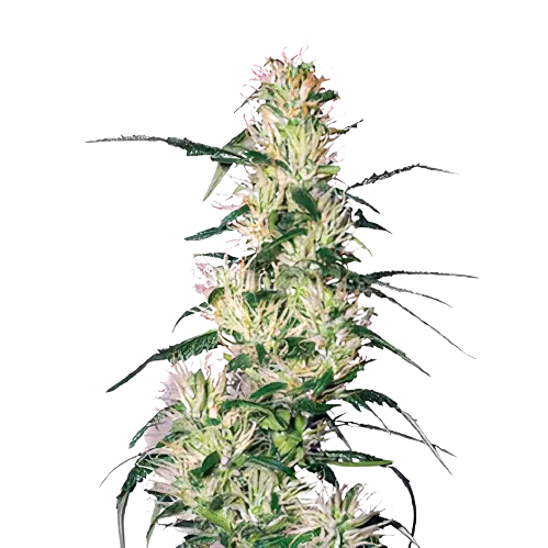 Sweet Deep Grapefruit Cannabissamen-Verpackung — Royal King Seeds Deutschland