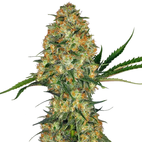 Sweet Nina Cannabissamen-Verpackung — Royal King Seeds Deutschland