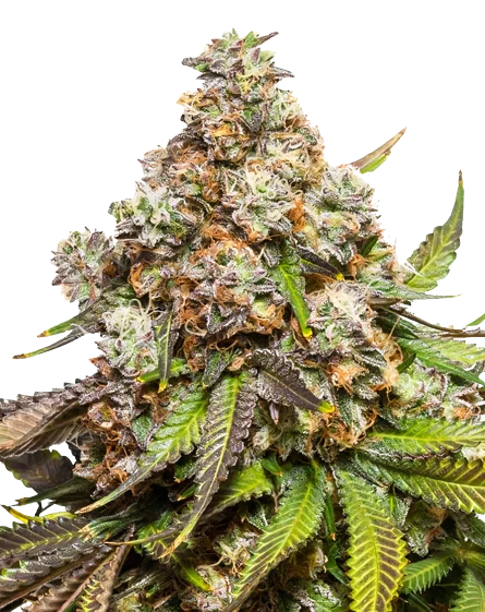 Sweet Pebbles Cannabissamen-Verpackung — Royal King Seeds Deutschland