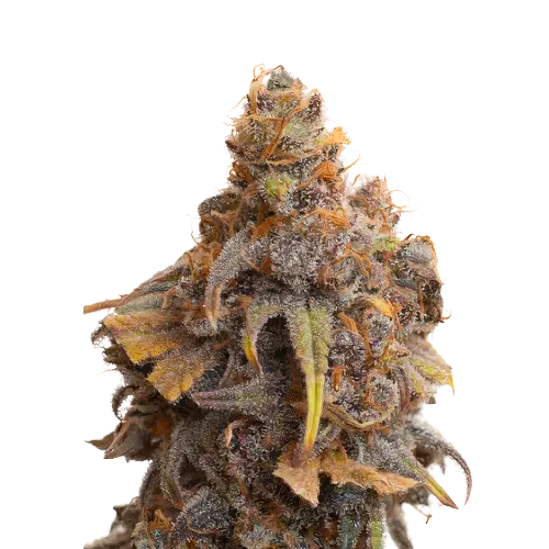 Swiss Cannabissamen-Verpackung — Royal King Seeds Deutschland