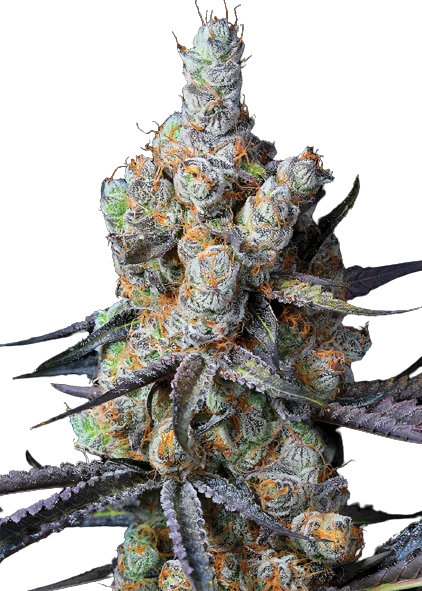 Tahoe Hydro OG Cannabissamen-Verpackung — Royal King Seeds Deutschland