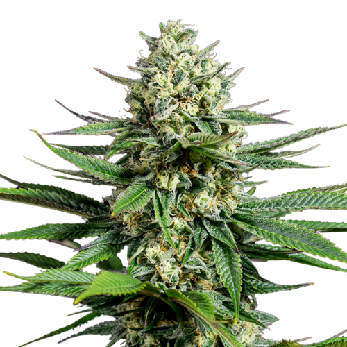 Tahoe OG Cannabissamen-Verpackung — Royal King Seeds Deutschland