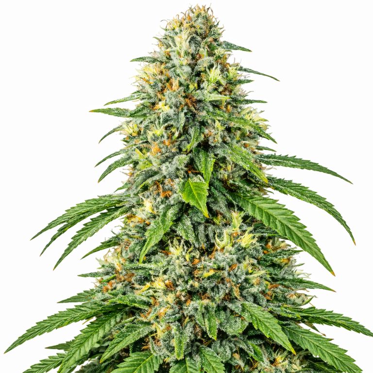 Tahoe OG Kush Cannabissamen-Verpackung — Royal King Seeds Deutschland