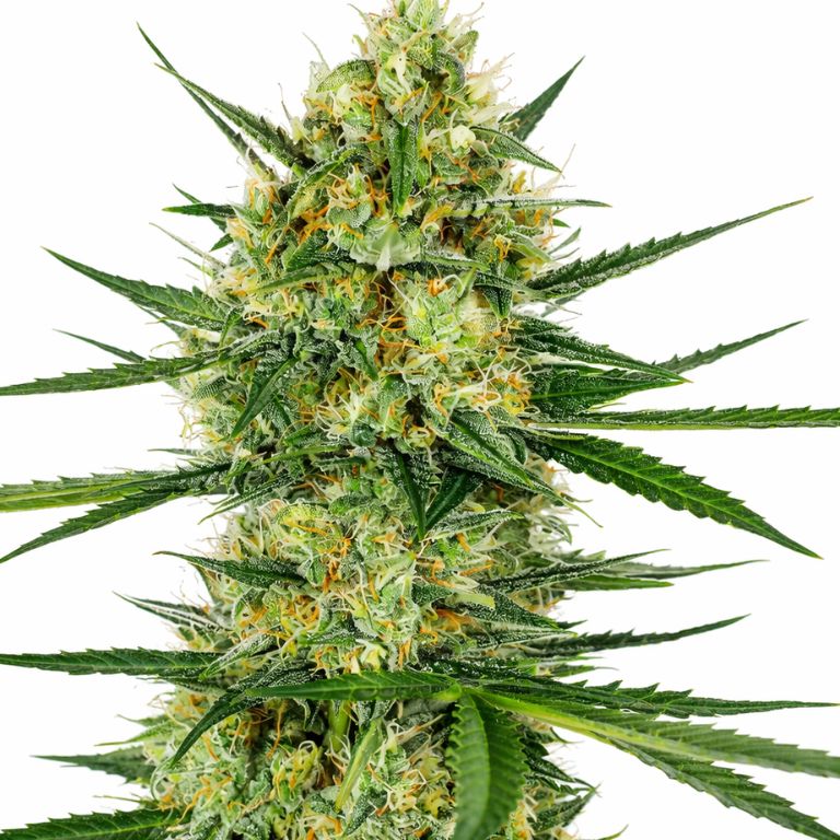 Tangerine Cannabissamen-Verpackung — Royal King Seeds Deutschland