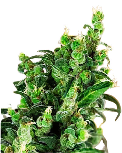 Tangerine Kush Cannabissamen-Verpackung — Royal King Seeds Deutschland