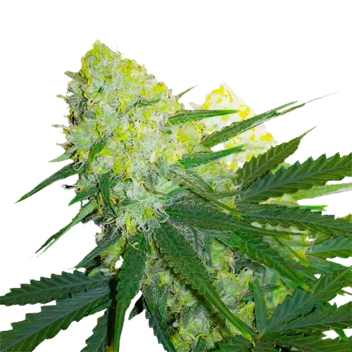 Tangerine Power Cannabissamen-Verpackung — Royal King Seeds Deutschland