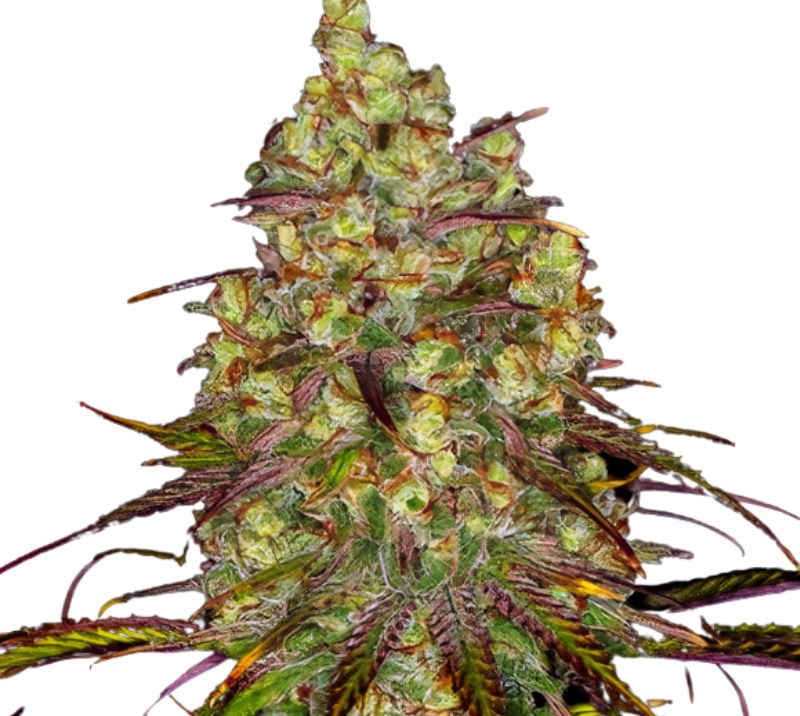 Tangie Dream Book Cannabissamen-Verpackung — Royal King Seeds Deutschland
