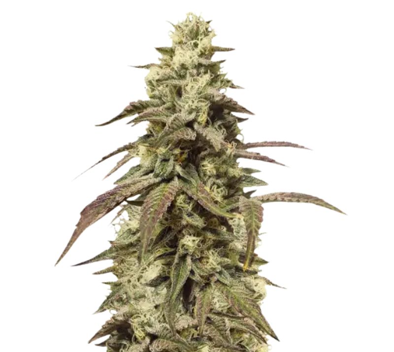 The OX Cannabissamen-Verpackung — Royal King Seeds Deutschland
