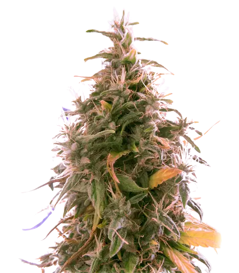 The Sister Cannabissamen-Verpackung — Royal King Seeds Deutschland