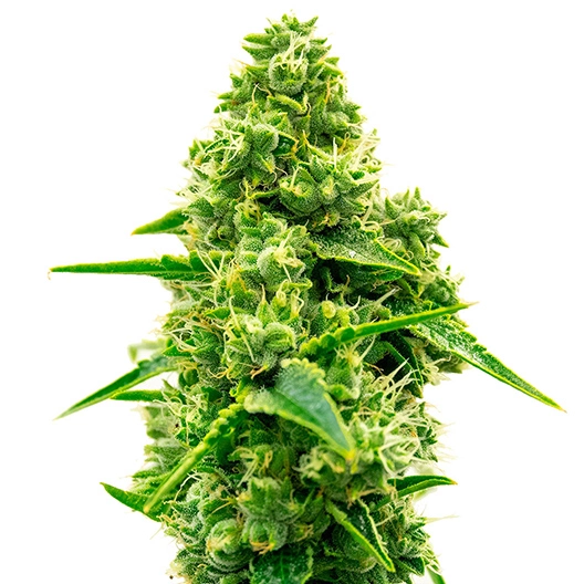 Tiger Woods Cannabissamen-Verpackung — Royal King Seeds Deutschland