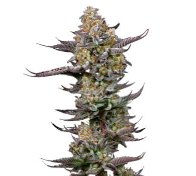 Tigermelon Cannabissamen-Verpackung — Royal King Seeds Deutschland