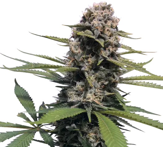 Timewreck Cannabissamen-Verpackung — Royal King Seeds Deutschland