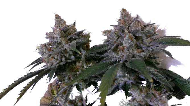 Tora Bora Cannabissamen-Verpackung — Royal King Seeds Deutschland