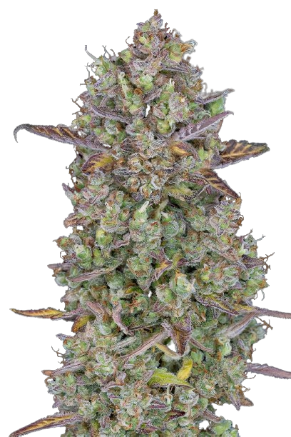Triangle Kush Cannabissamen-Verpackung — Royal King Seeds Deutschland