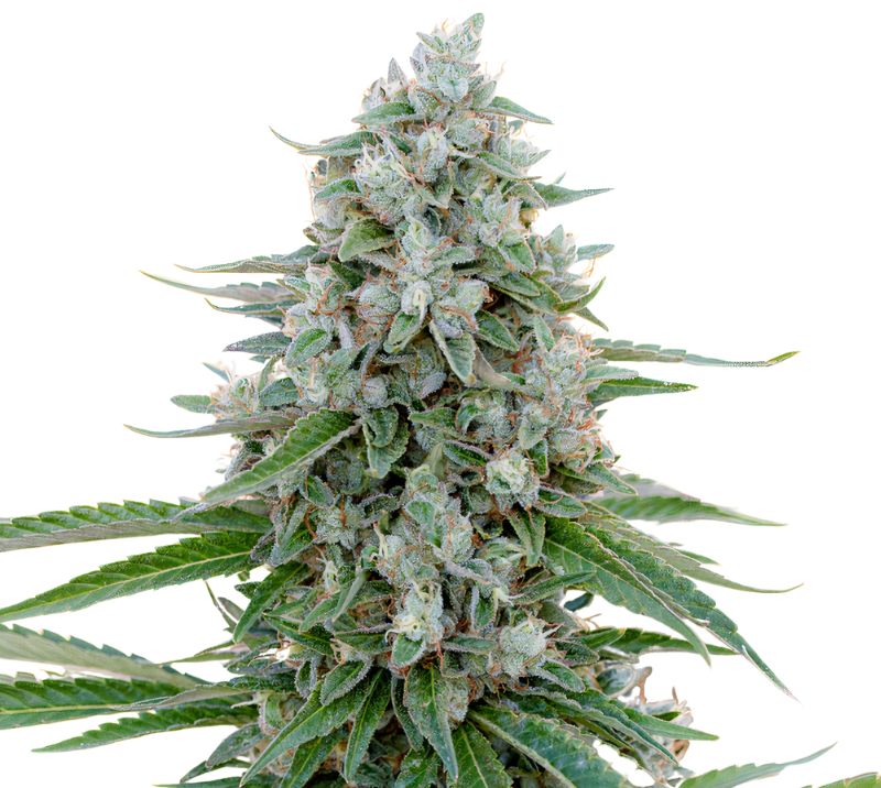 Trinity Cannabissamen-Verpackung — Royal King Seeds Deutschland