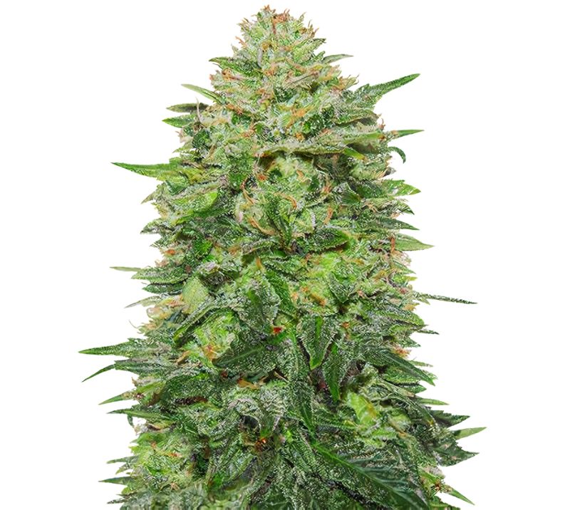 Triple Cheese Cannabissamen-Verpackung — Royal King Seeds Deutschland
