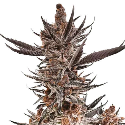 Tropicana Cookies Purple Cannabissamen-Verpackung — Royal King Seeds Deutschland