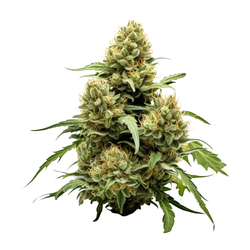 True OG Cannabissamen-Verpackung — Royal King Seeds Deutschland