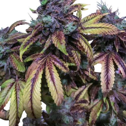Tuna Kush Cannabissamen-Verpackung — Royal King Seeds Deutschland