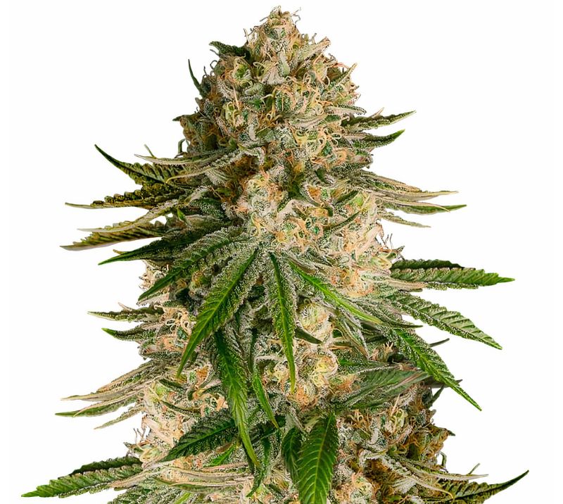 Turbo Mind Warp Cannabissamen-Verpackung — Royal King Seeds Deutschland