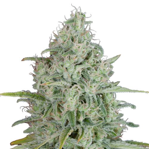 UK Cheese Cannabissamen-Verpackung — Royal King Seeds Deutschland
