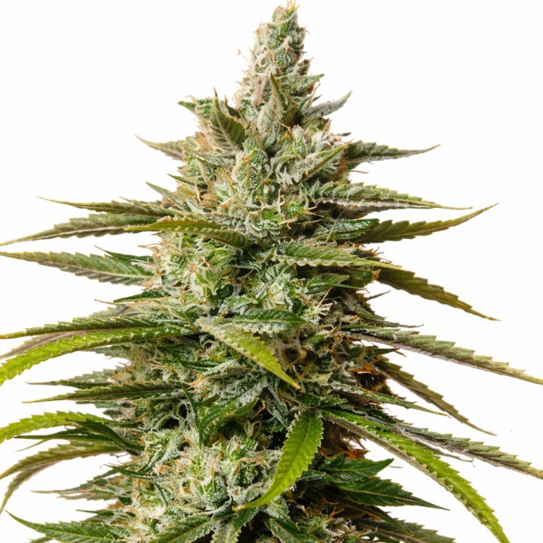 UW Cannabissamen-Verpackung — Royal King Seeds Deutschland