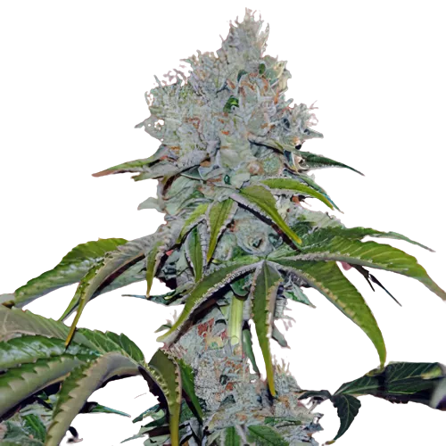 Vader OG Cannabissamen-Verpackung — Royal King Seeds Deutschland