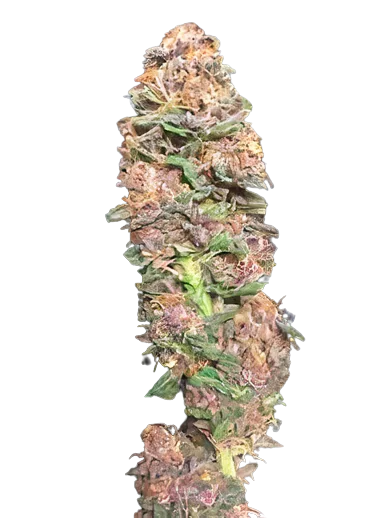 Vanilla Kush Cannabissamen-Verpackung — Royal King Seeds Deutschland