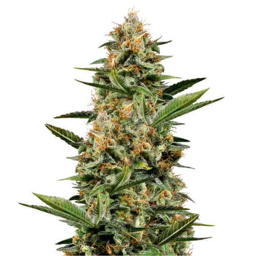 Venus OG Cannabissamen-Verpackung — Royal King Seeds Deutschland