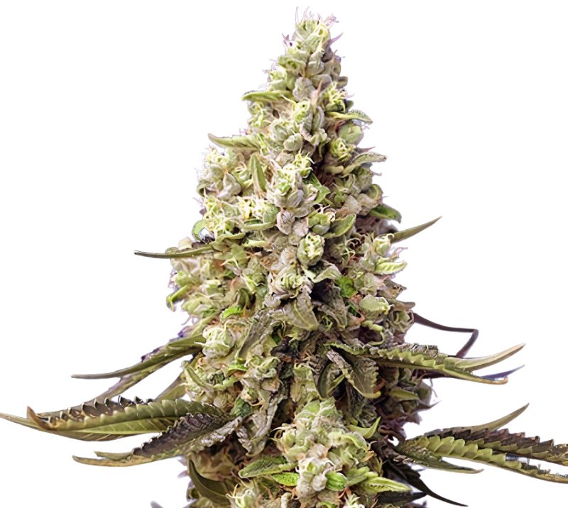Violator Kush Cannabissamen-Verpackung — Royal King Seeds Deutschland