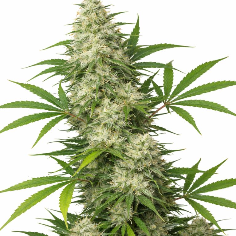 Vortex Cannabissamen-Verpackung — Royal King Seeds Deutschland