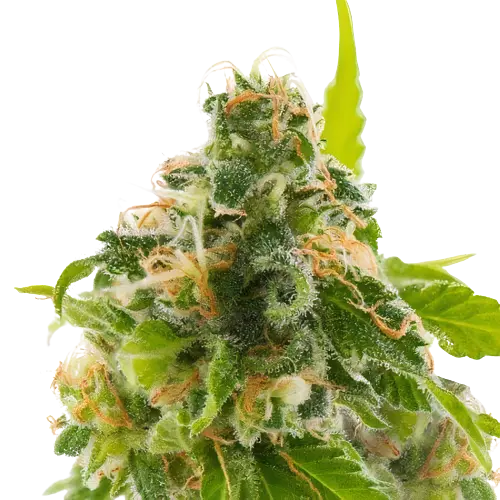 Watermelon Cannabissamen-Verpackung — Royal King Seeds Deutschland