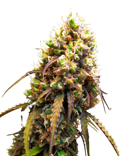 West OG Cannabissamen-Verpackung — Royal King Seeds Deutschland